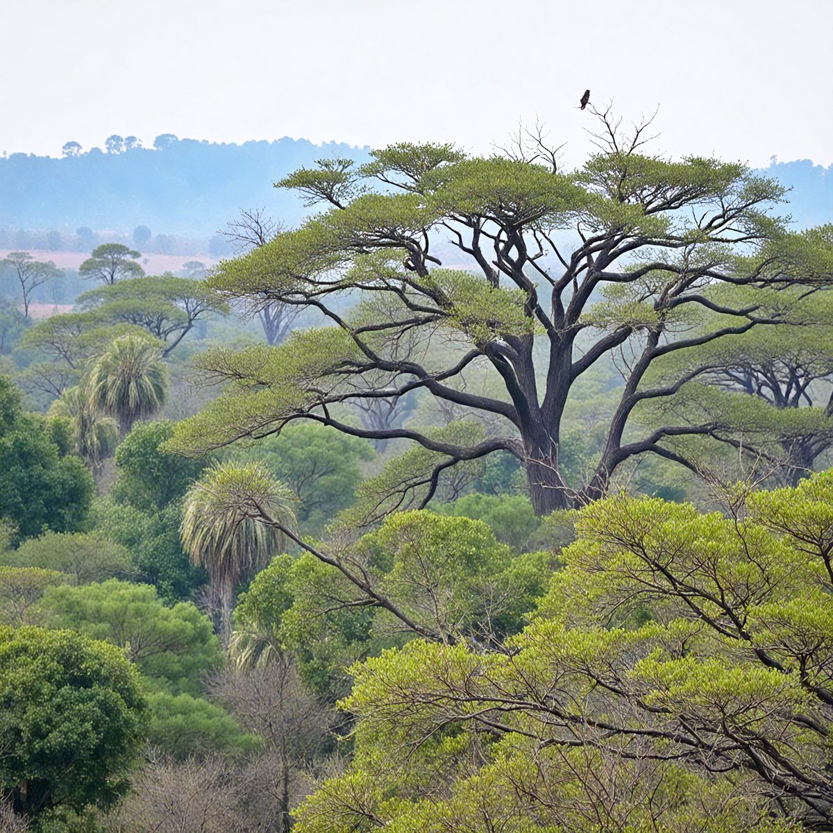 0f8c2e5c-7156-4600-b67d-04fc4c0544c1-savannah-forests-with-birds_250319045557_Filename Text 2_03260_Filename Text 3_result.jpg